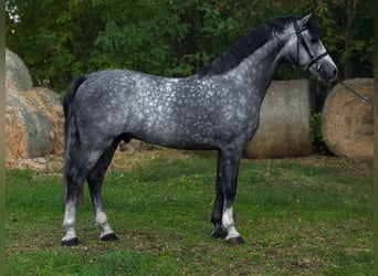 KWPN, Ogier, 6 lat, 169 cm, Siwa jabłkowita