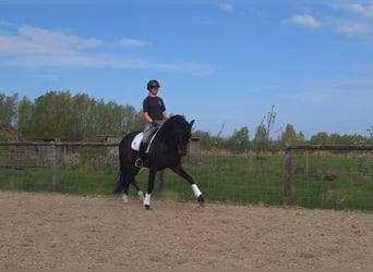 KWPN, Ogier, 6 lat, 176 cm, Ciemnogniada