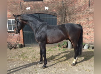 KWPN, Ogier, 6 lat, 176 cm, Ciemnogniada