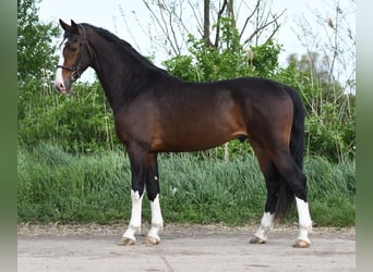 KWPN, Ogier, 7 lat, 165 cm, Gniada