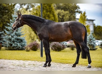 KWPN, Ogier, 8 lat, 167 cm, Skarogniada