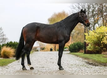 KWPN, Ogier, 8 lat, 167 cm, Skarogniada