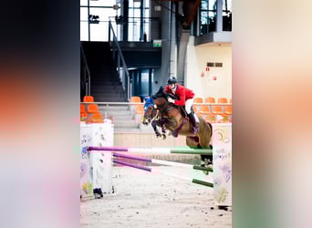 KWPN, Ogier, 8 lat, 170 cm, Gniada