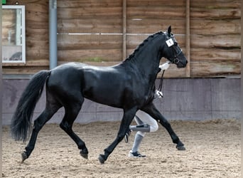 KWPN, Ogier, 5 lat, 161 cm, Kara