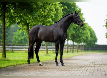 KWPN, Ogier, 5 lat, 175 cm, Kara