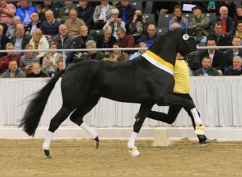 KWPN, Ogier, Źrebak (04/2025), 168 cm, Skarogniada
