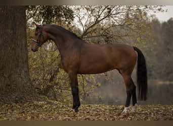 KWPN, Ogier, Źrebak (04/2025), 168 cm, Skarogniada