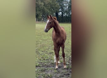 KWPN, Ogier, Źrebak (03/2026), 170 cm, Kasztanowata