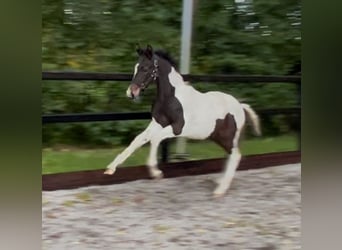 KWPN, Ogier, Źrebak (06/2025), 170 cm, Srokata