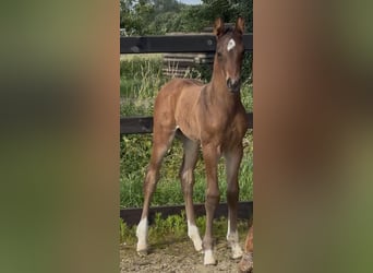 KWPN, Ogier, , 172 cm, Gniada