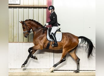 KWPN, Ogier, , 172 cm, Gniada