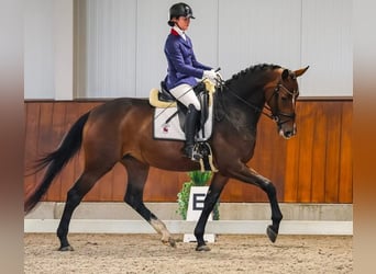 KWPN, Ogier, , 172 cm, Gniada