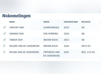 KWPN, Ogier, , Gniada