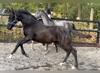 KWPN, Ogier, Źrebak (04/2025), Kara