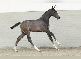 KWPN, Ogier, 