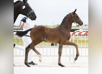 KWPN, Ogier, Źrebak (05/2025)