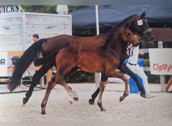 KWPN, Ogier, Źrebak (05/2025)
