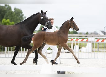 KWPN, Ogier, Źrebak (05/2025)