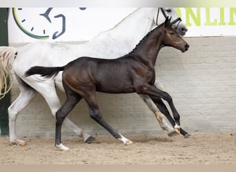 KWPN, Ogier, Źrebak (06/2026), Skarogniada