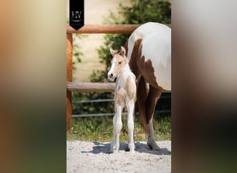 KWPN, Ogier, Źrebak (03/2026), Tobiano wszelkich maści
