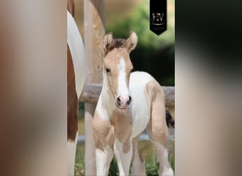 KWPN, Ogier, Źrebak (03/2026), Tobiano wszelkich maści