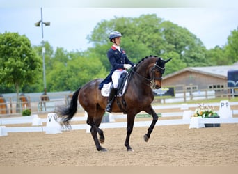 KWPN, Ruin, 10 Jaar, 163 cm, Roodbruin