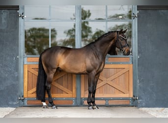 KWPN, Ruin, 10 Jaar, 164 cm, Donkerbruin