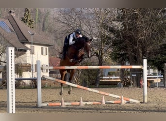 KWPN, Ruin, 10 Jaar, 166 cm, Bruin