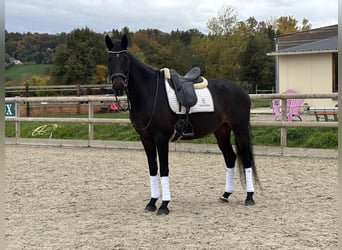 KWPN, Ruin, 10 Jaar, 167 cm, Donkerbruin