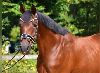 KWPN, Ruin, 10 Jaar, 168 cm, Bruin