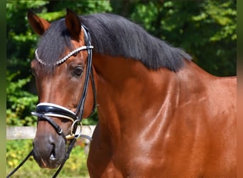 KWPN, Ruin, 10 Jaar, 168 cm, Bruin