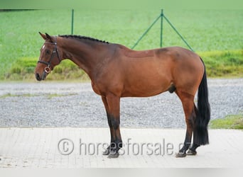 KWPN, Ruin, 10 Jaar, 168 cm, Bruin