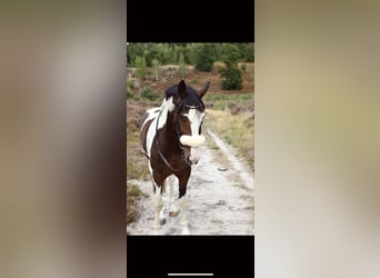 KWPN, Ruin, 10 Jaar, 168 cm, Gevlekt-paard