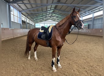 KWPN, Ruin, 10 Jaar, 168 cm, Vos