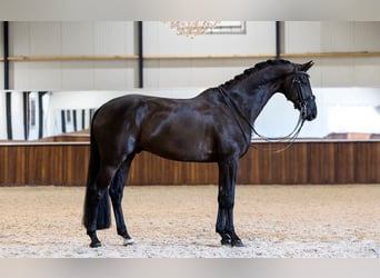 KWPN, Ruin, 10 Jaar, 168 cm, Zwart