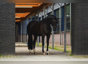 KWPN, Ruin, 10 Jaar, 168 cm, Zwart