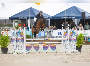 KWPN, Ruin, 10 Jaar, 169 cm, Bruin