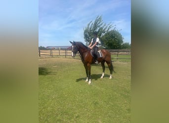 KWPN, Ruin, 10 Jaar, 169 cm, Bruin