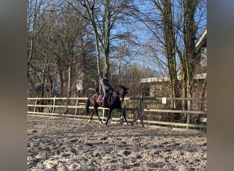 KWPN, Ruin, 10 Jaar, 169 cm
