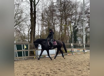 KWPN, Ruin, 10 Jaar, 169 cm