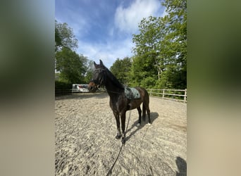 KWPN, Ruin, 10 Jaar, 169 cm
