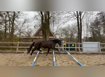 KWPN, Ruin, 10 Jaar, 169 cm