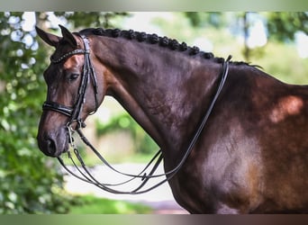 KWPN, Ruin, 10 Jaar, 170 cm, Donkerbruin