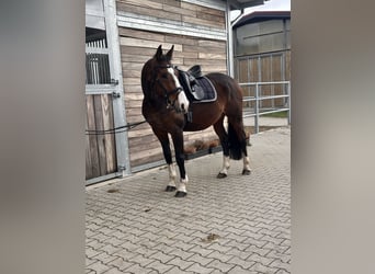 KWPN, Ruin, 10 Jaar, 170 cm, Donkerbruin