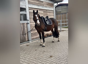 KWPN, Ruin, 10 Jaar, 170 cm, Donkerbruin