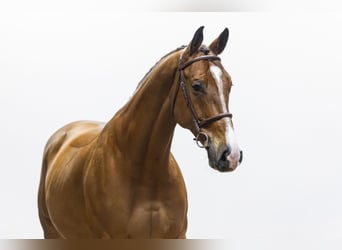 KWPN, Ruin, 10 Jaar, 170 cm