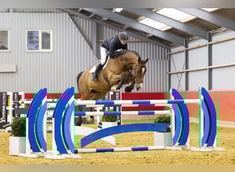 KWPN, Ruin, 10 Jaar, 170 cm