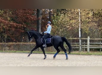 KWPN, Ruin, 10 Jaar, 170 cm, Zwart