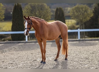 KWPN, Ruin, 10 Jaar, 171 cm, Vos