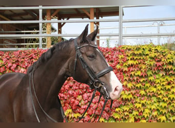 KWPN, Ruin, 10 Jaar, 171 cm, Zwartbruin